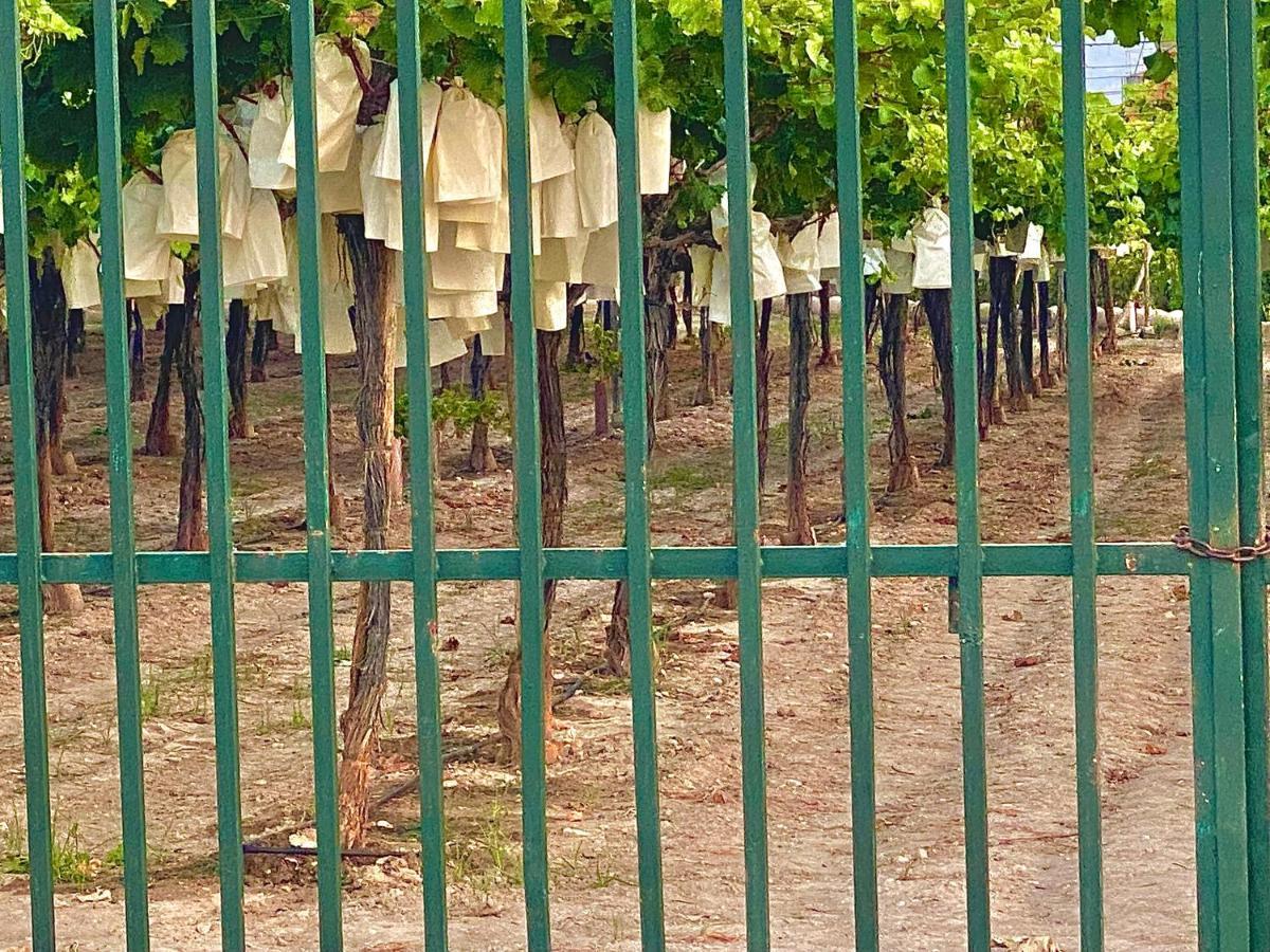 Casa Entre Vinas 4* Aspe