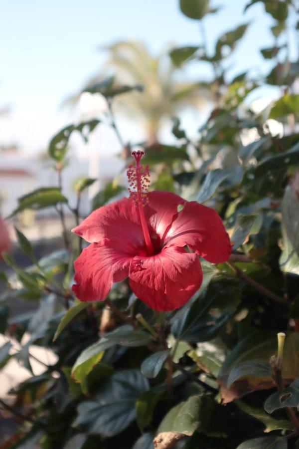 Sun Apartamento *