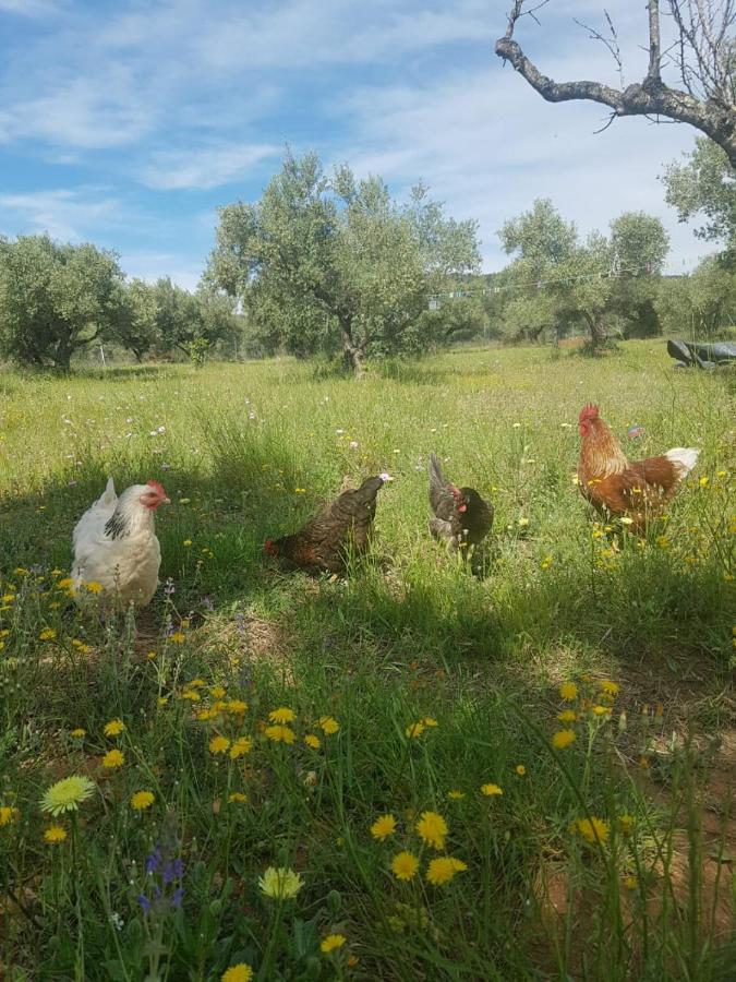Camping Caravana Vikinga Tortosa