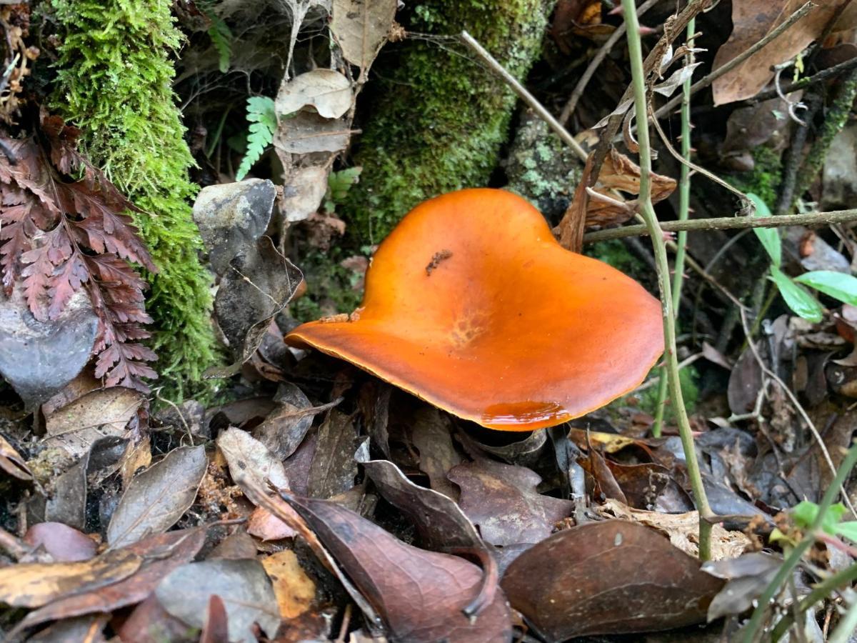 La Apanaora Galaroza