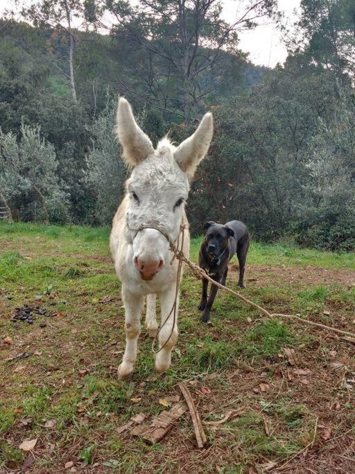 Eco-friendly Barcelona Country Side *