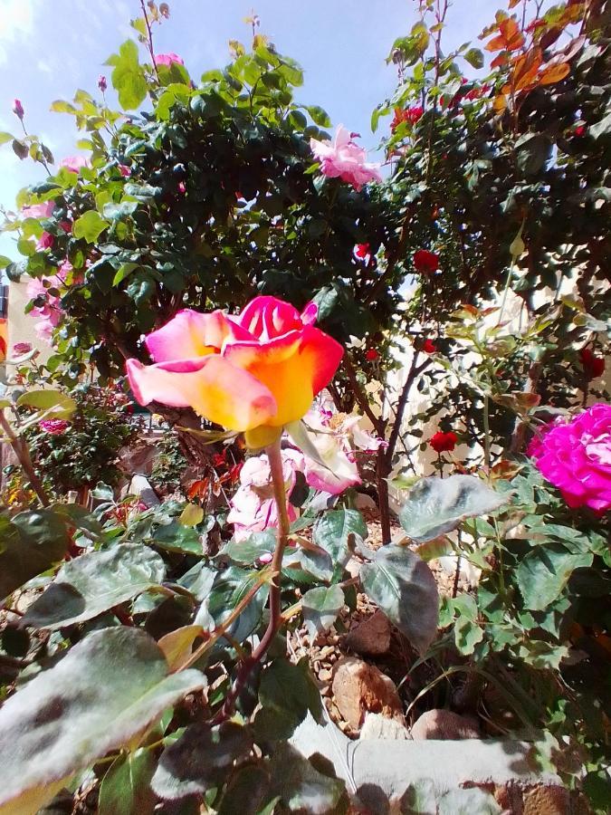 Las/rosas Apartamento Orgaz