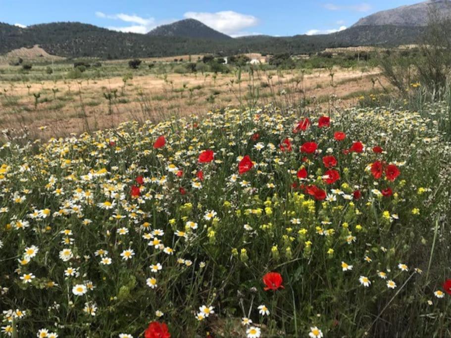 Cortijo Calma - Countryside Peace & Tranquility Apartamento *