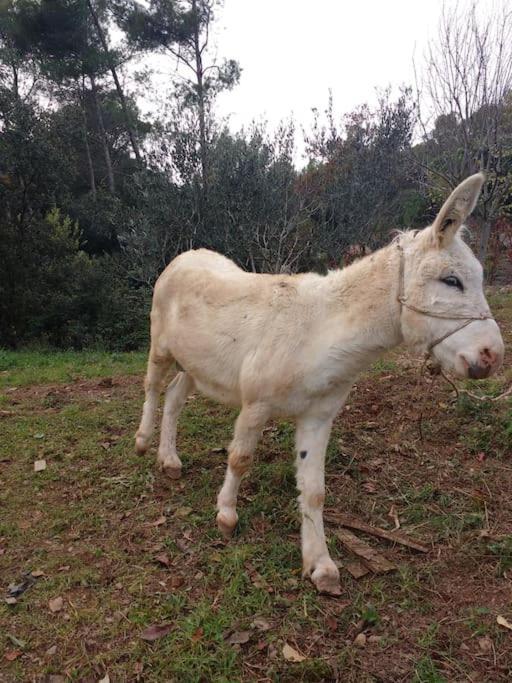 Eco-friendly Barcelona Country Side