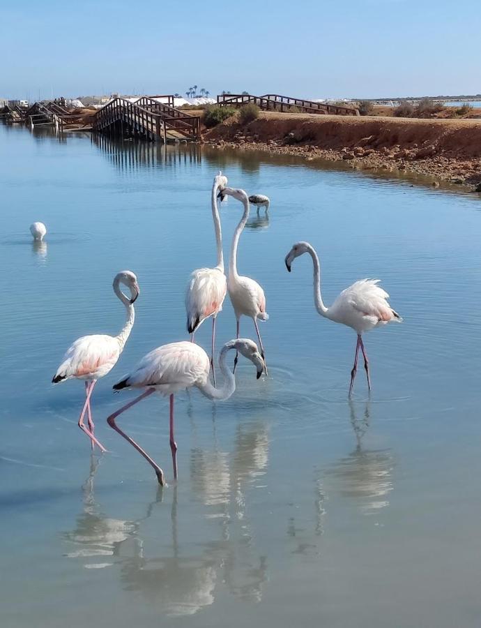Lazurowy * San Pedro del Pinatar