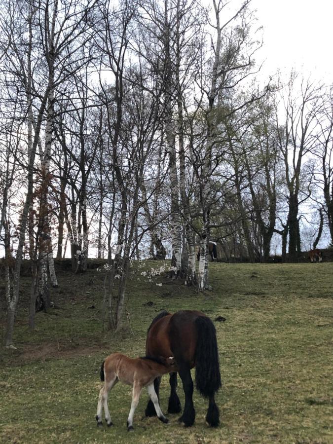 Mollo, Vall De Camprodon *