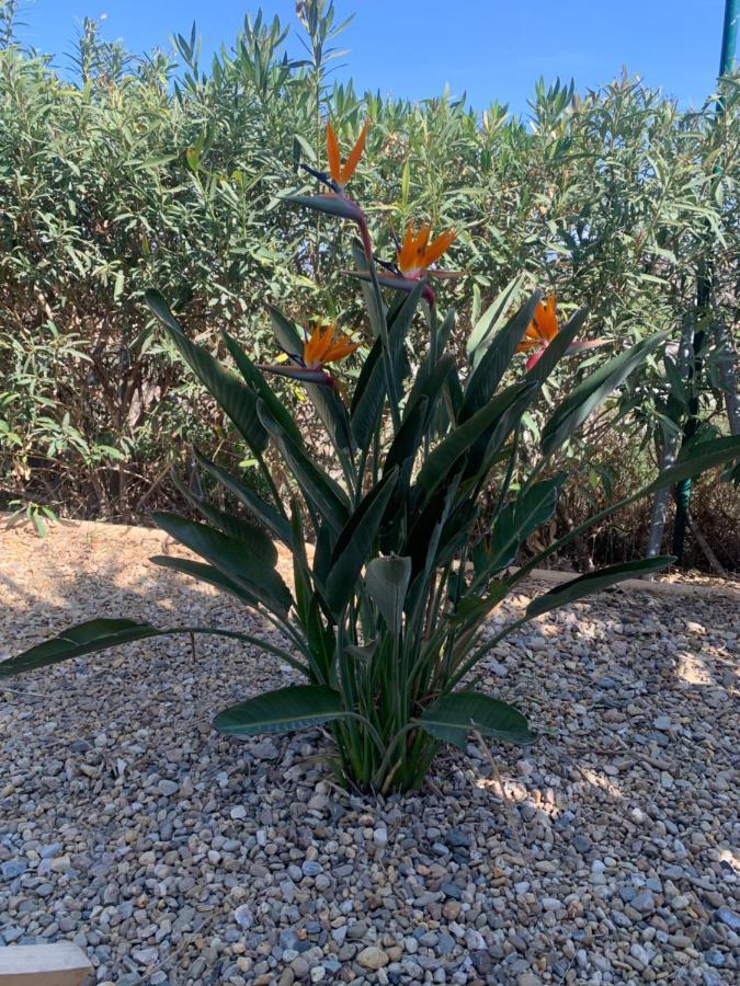 Homestay Lavender Almeria Arboleas