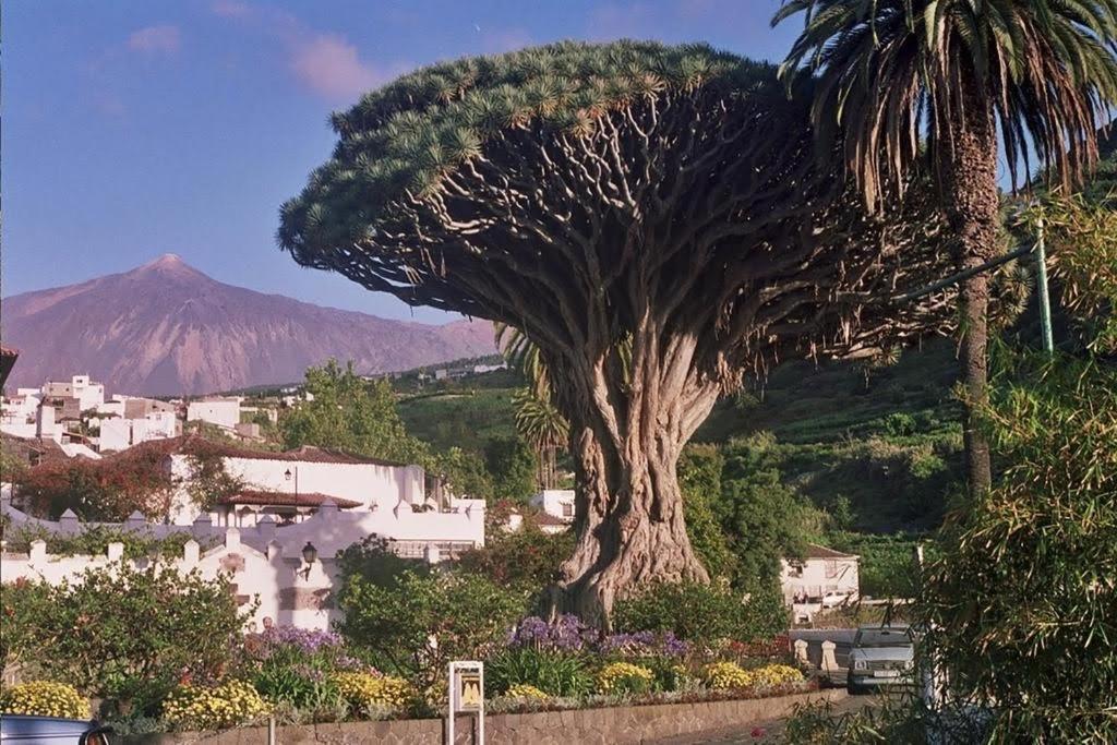 Violeta Holiday home La Laguna (Tenerife)