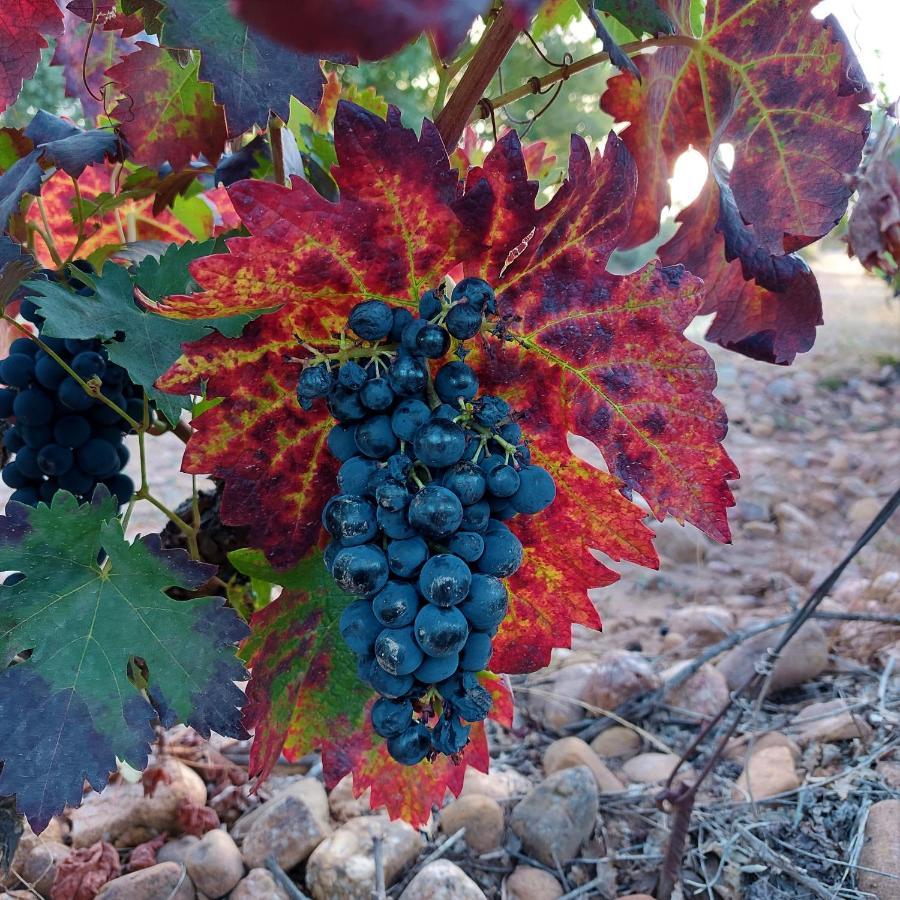Turismo Golf Naturaleza Y Vino