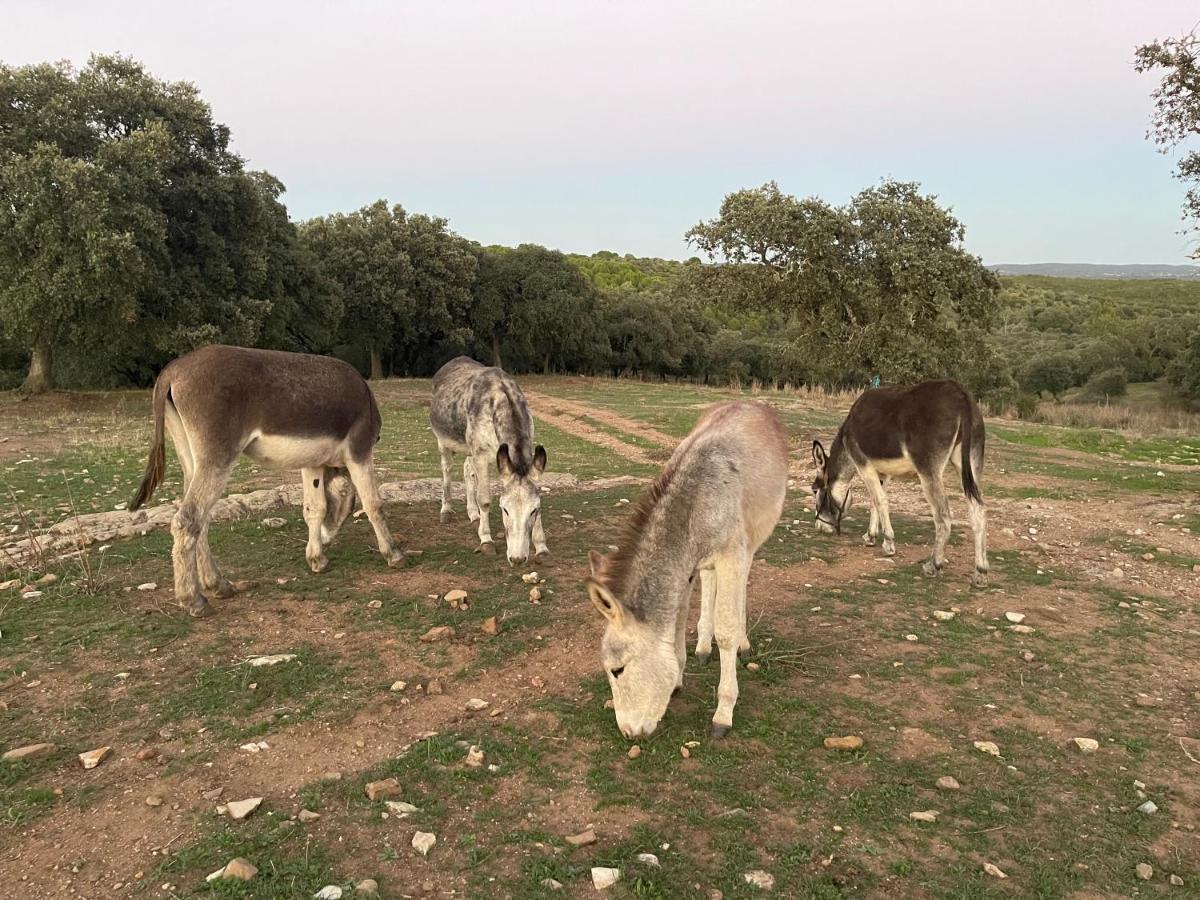 Huerta Galindo Casa rural Alanís