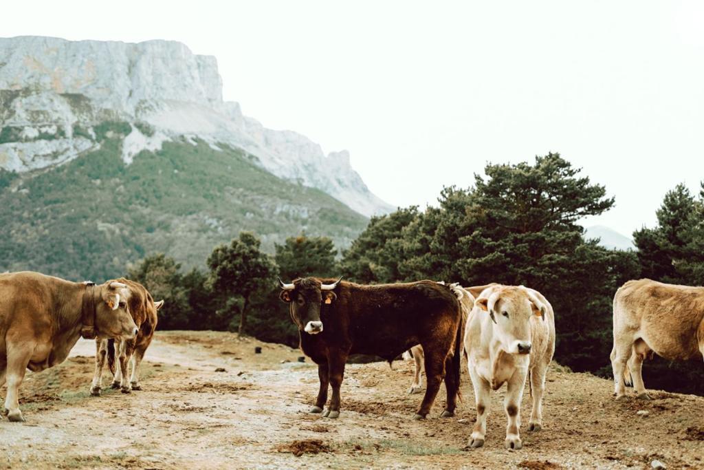 De Montaña Agroturismo