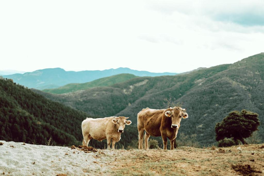 De Montaña *