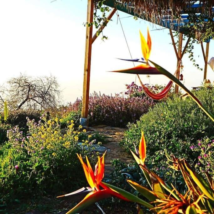 Casita En El Campo Con Vista Al Oceano * Tijarafe