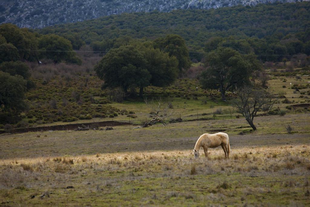 Tambor Del Llano Farm stay Grazalema
