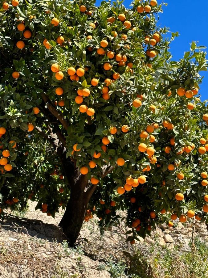 Cortijo El Pino Albuñuelas