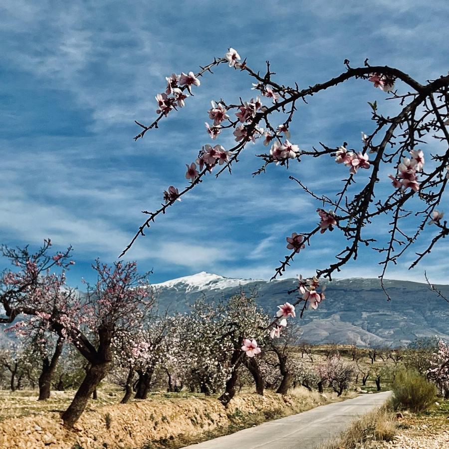 Bed and breakfast Cortijo El Pino