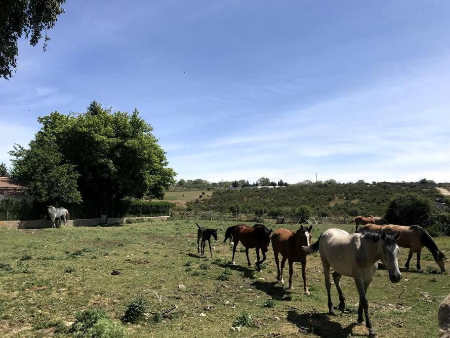 Casa Rural A Una Hora De Madrid * Herradon de Pinares
