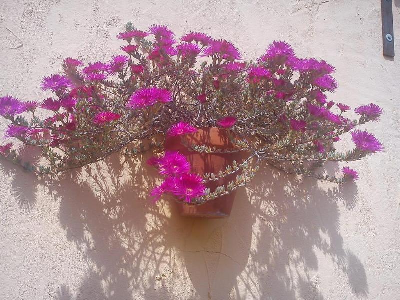 Lorca 2*