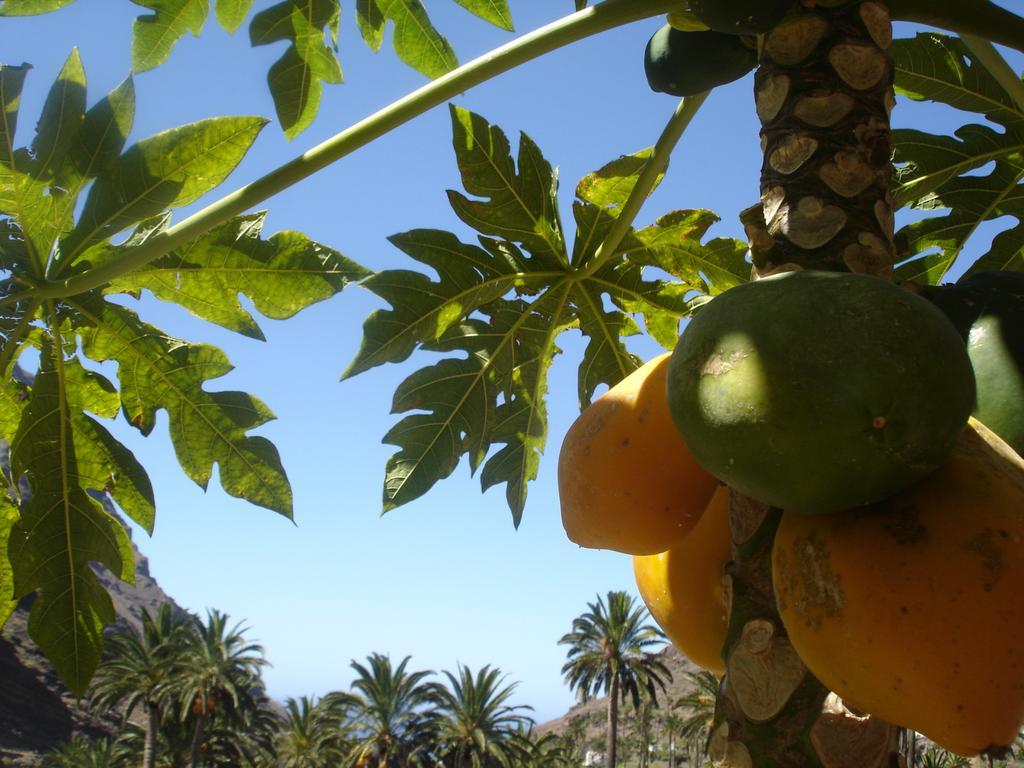 Goyo Gomera