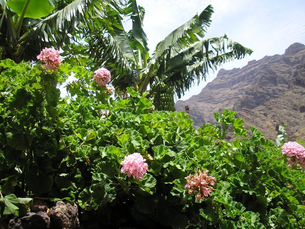 Goyo Gomera Apartamento Valle Gran Rey