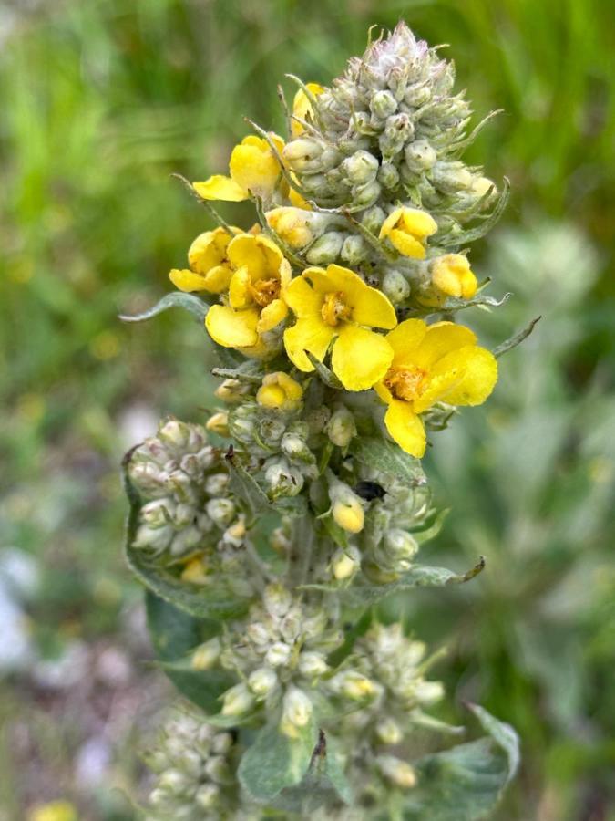 Acogedor Pineta *