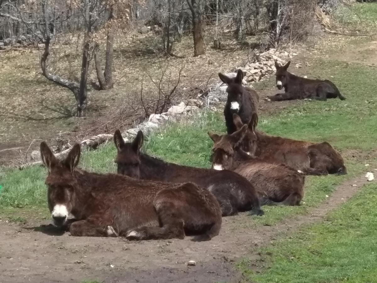 A Ritmo De Burro Chalet Robledondo