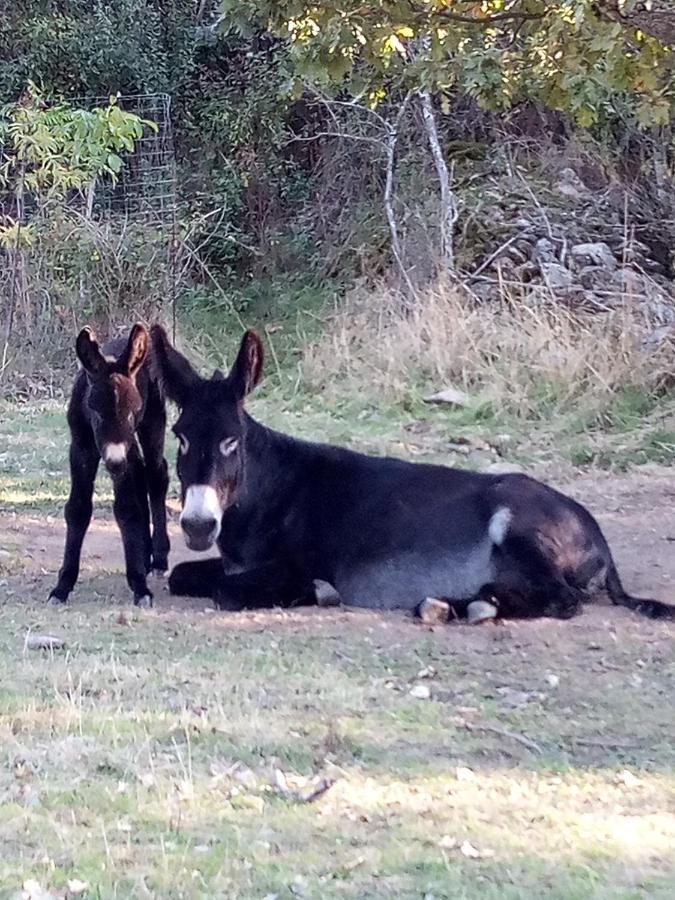 A Ritmo De Burro Chalet Robledondo