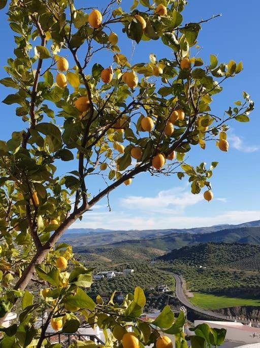 Mirador Del Olivar * Olvera