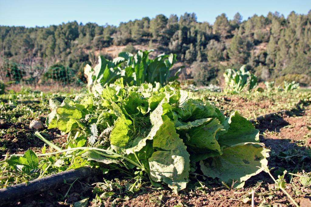 Hort De Mao Country house