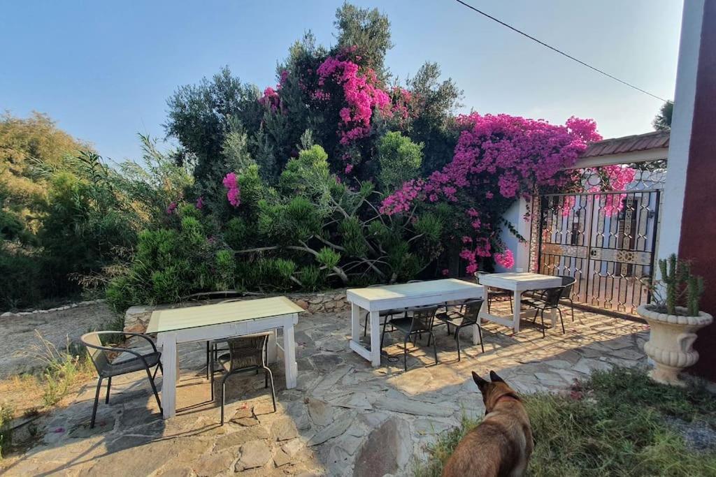 Oasis De Ifre