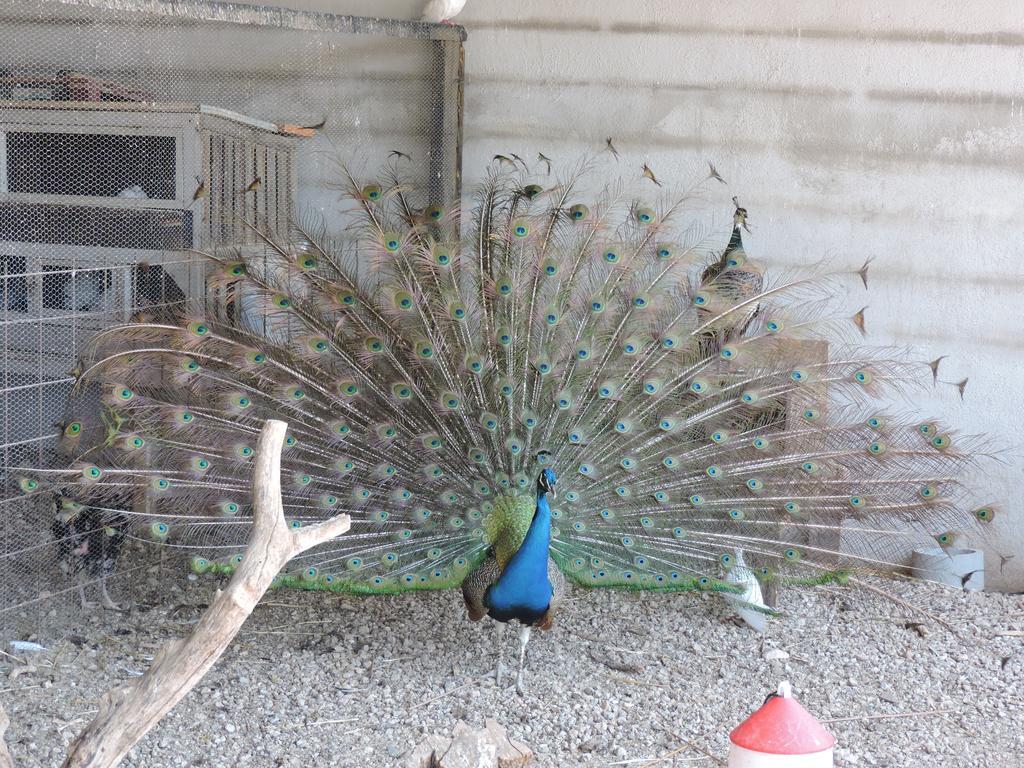 La Iaia Merce Country house L'Aldea
