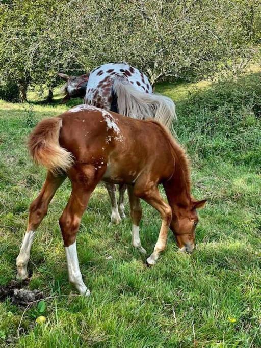 La Coqueta Del Sueve * Arriondas