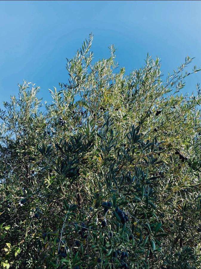 Cortijo Cantalobos Сasa de vacaciones Almuñécar