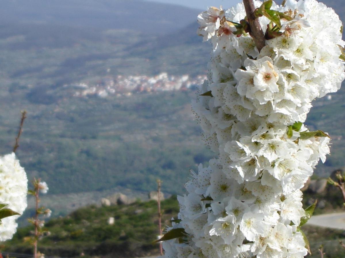 Abuela Pastora El Torno (Extremadura)
