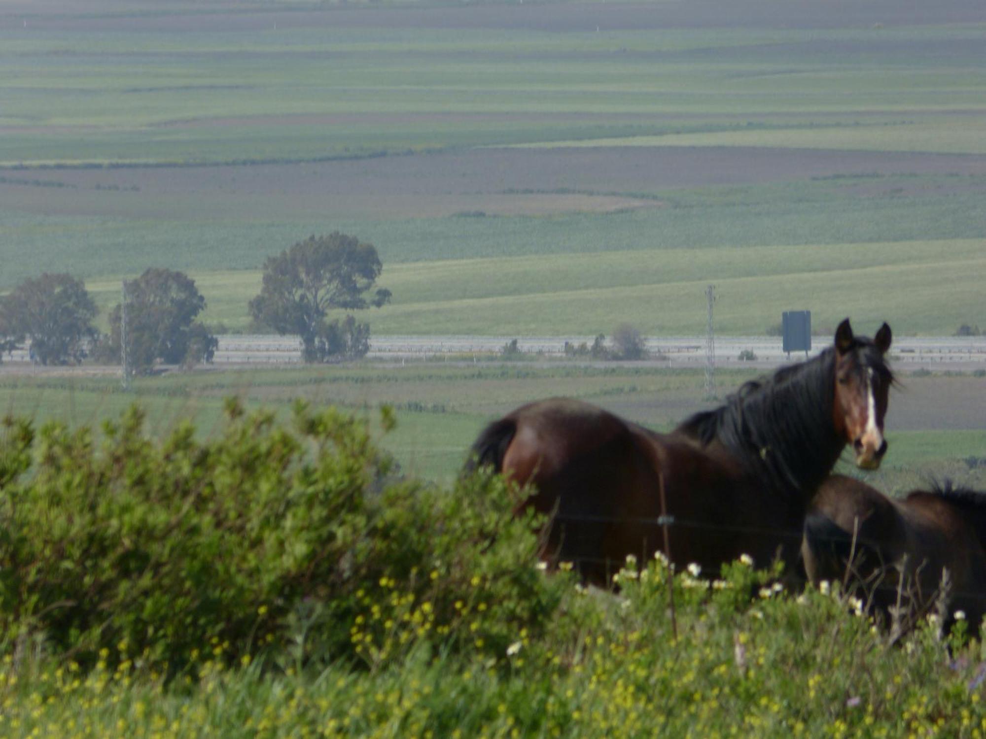 Sindhura Vejer de la Frontera