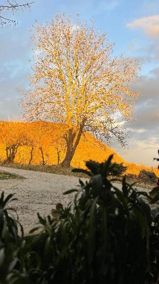 Allotjaments Rurals Punti Farm stay *