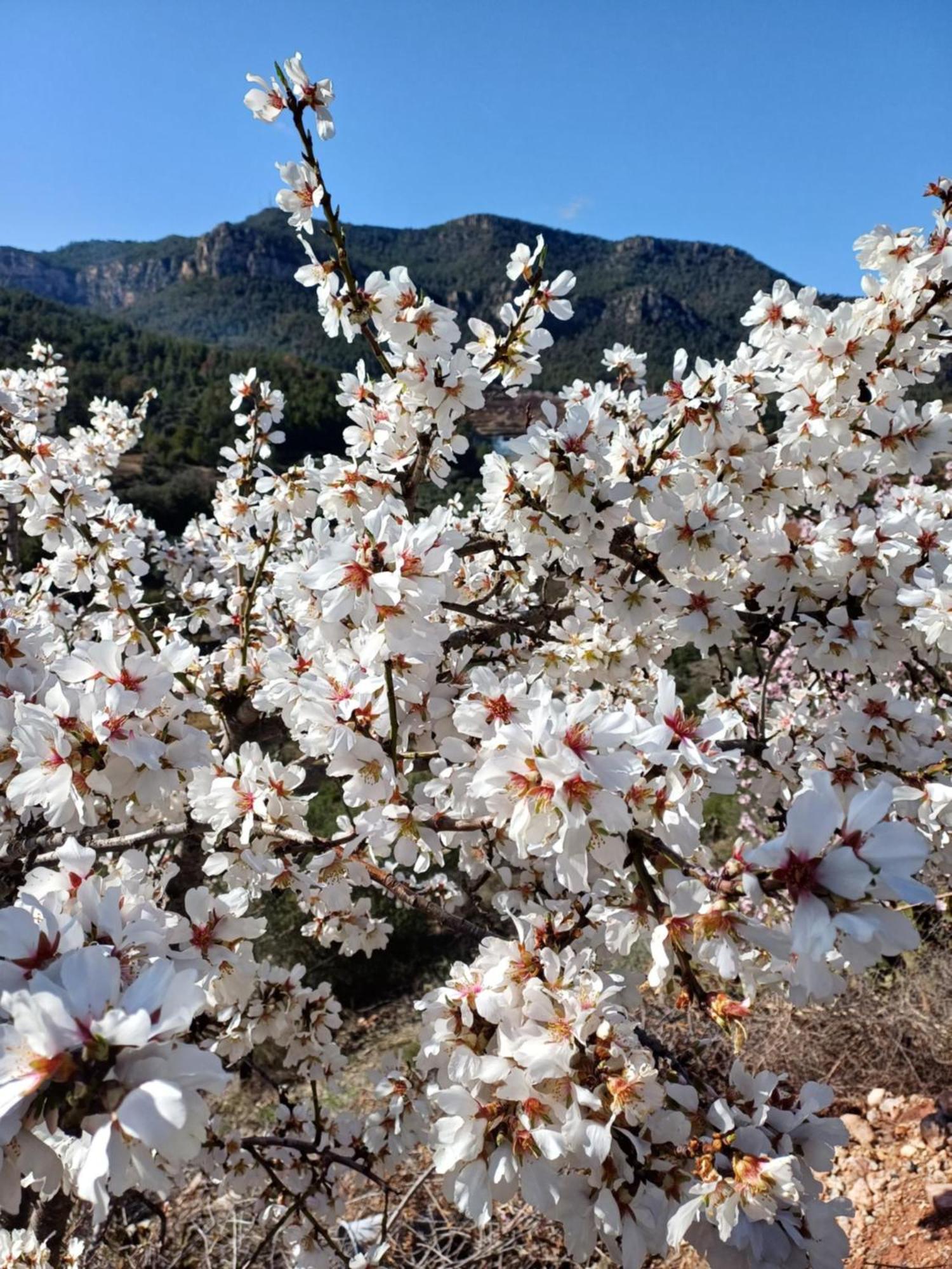 Priorat Ca La Iolanda 
