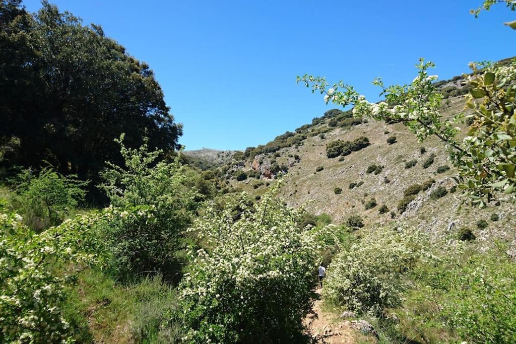 Amapola Rural *