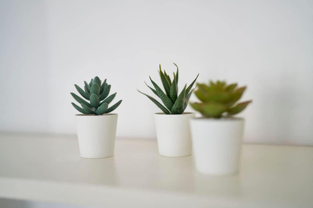 Apartment Coral *