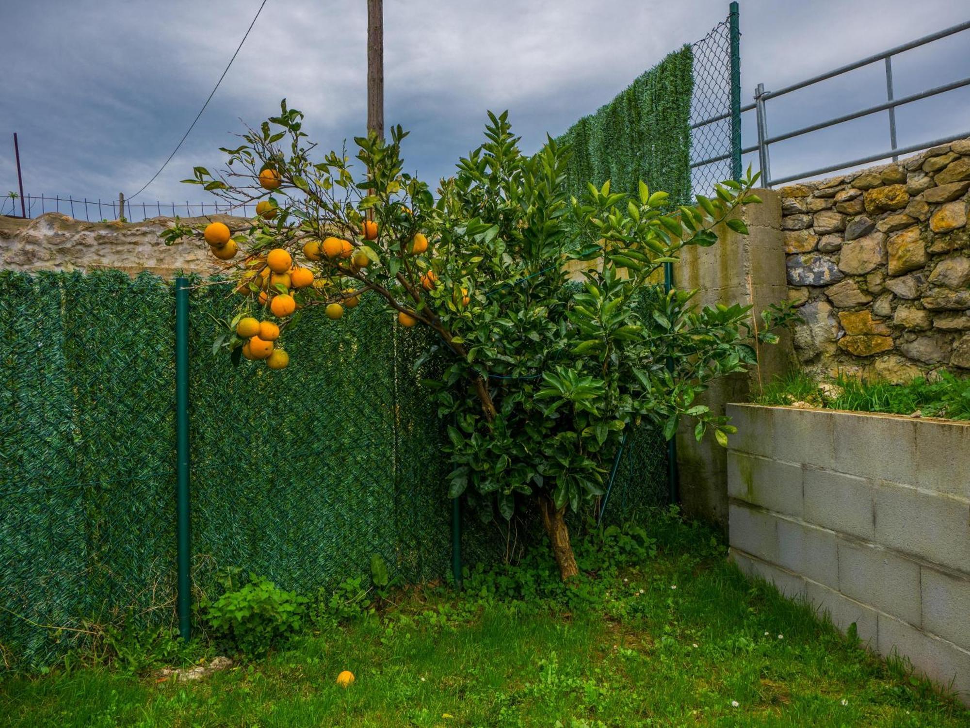 Large In Cantabria *