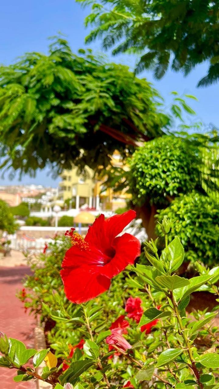 Cozy Two Bed Apartment. Apartamento Costa Adeje (Tenerife)