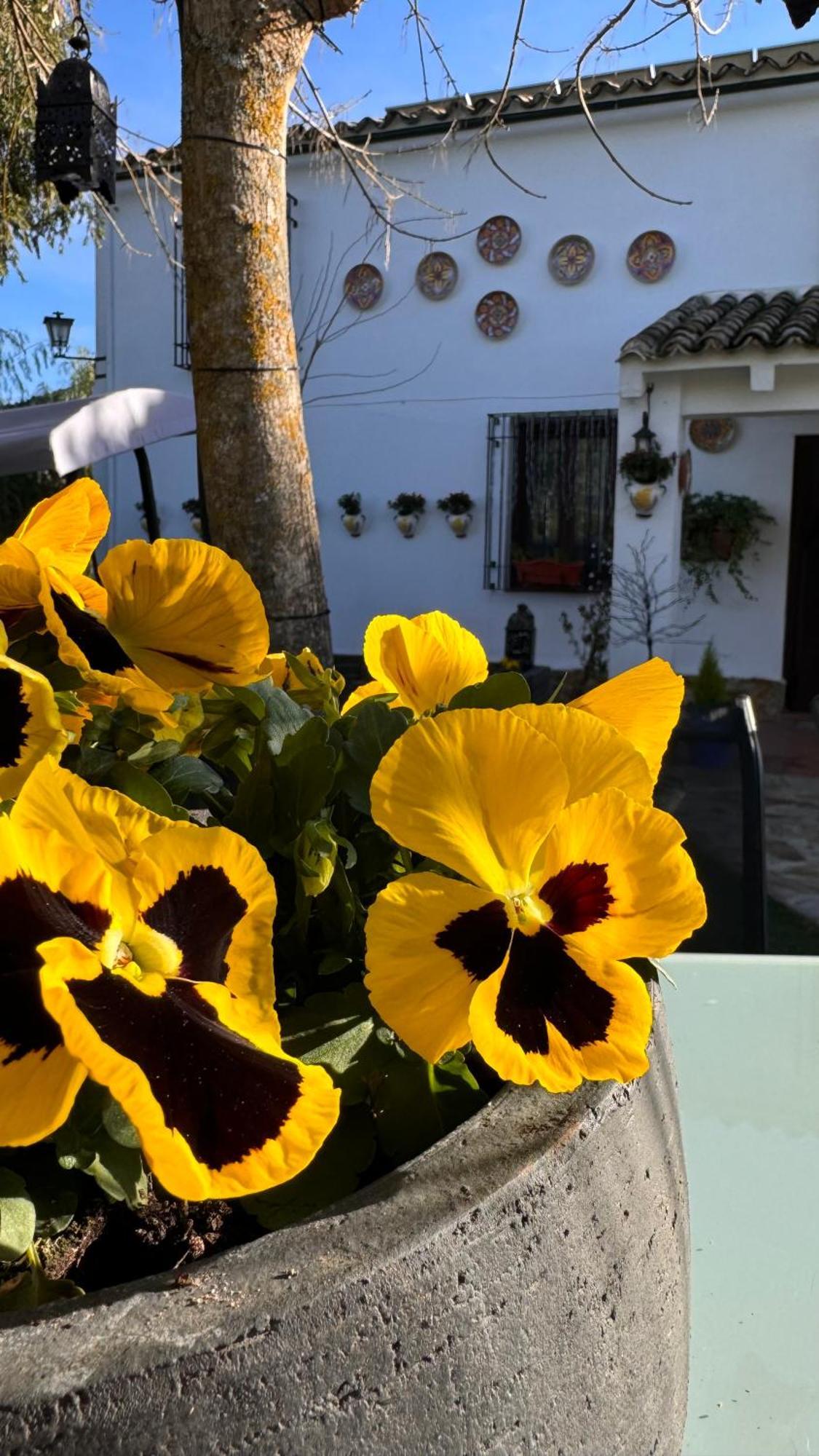 Cortijo Rodeo. Rural Holiday home *