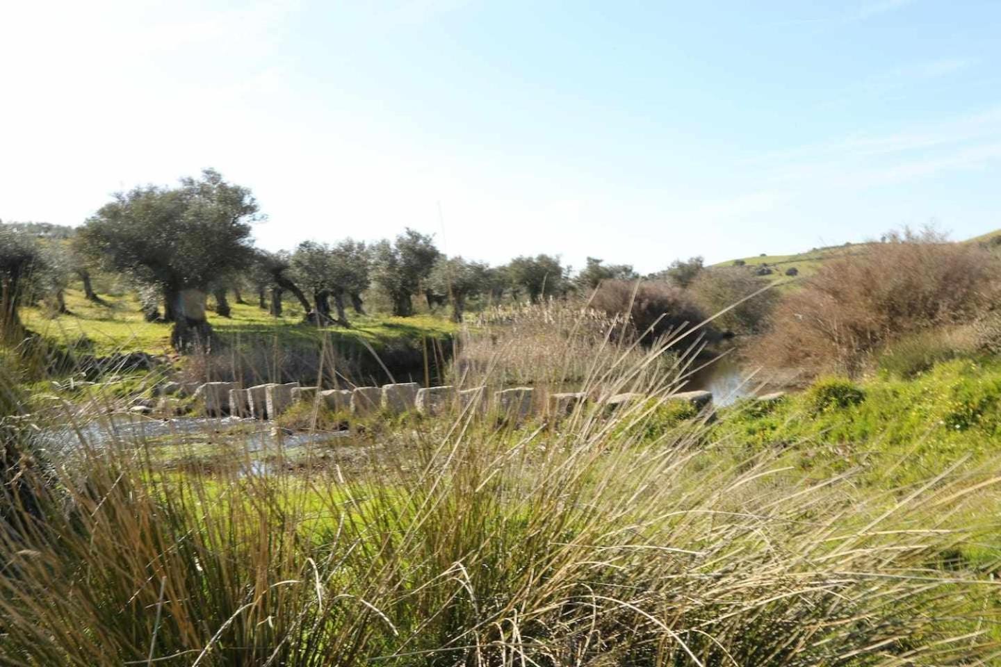 El Olivar Agloipe Extremadura *