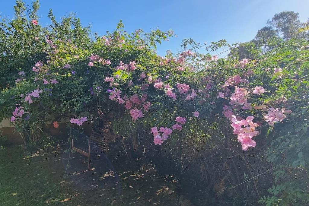 Bonita Con Jardin Y Terraza Privado Jimena De La Frontera
