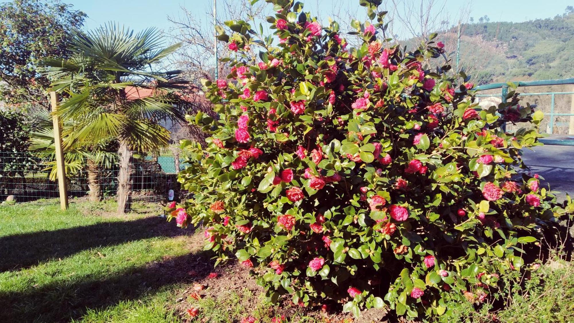 Casa Iriana - Parking Gratis I Jardin I Barbacoa Ourense