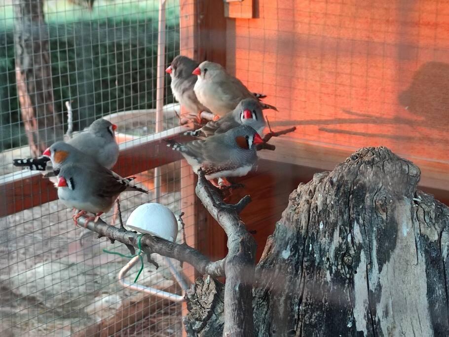 Сasa de vacaciones Casa Del Halcon Aledo