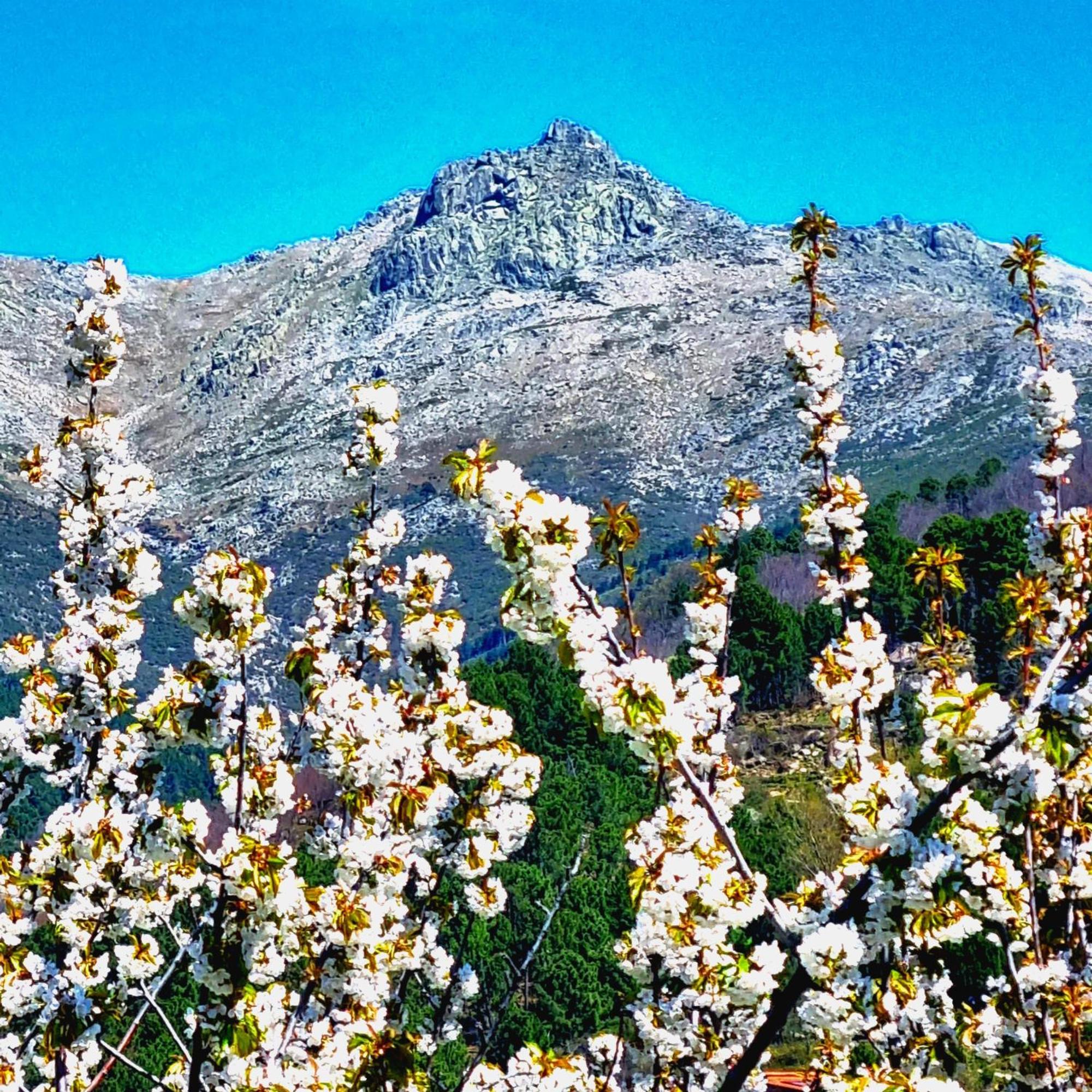 La Albarea