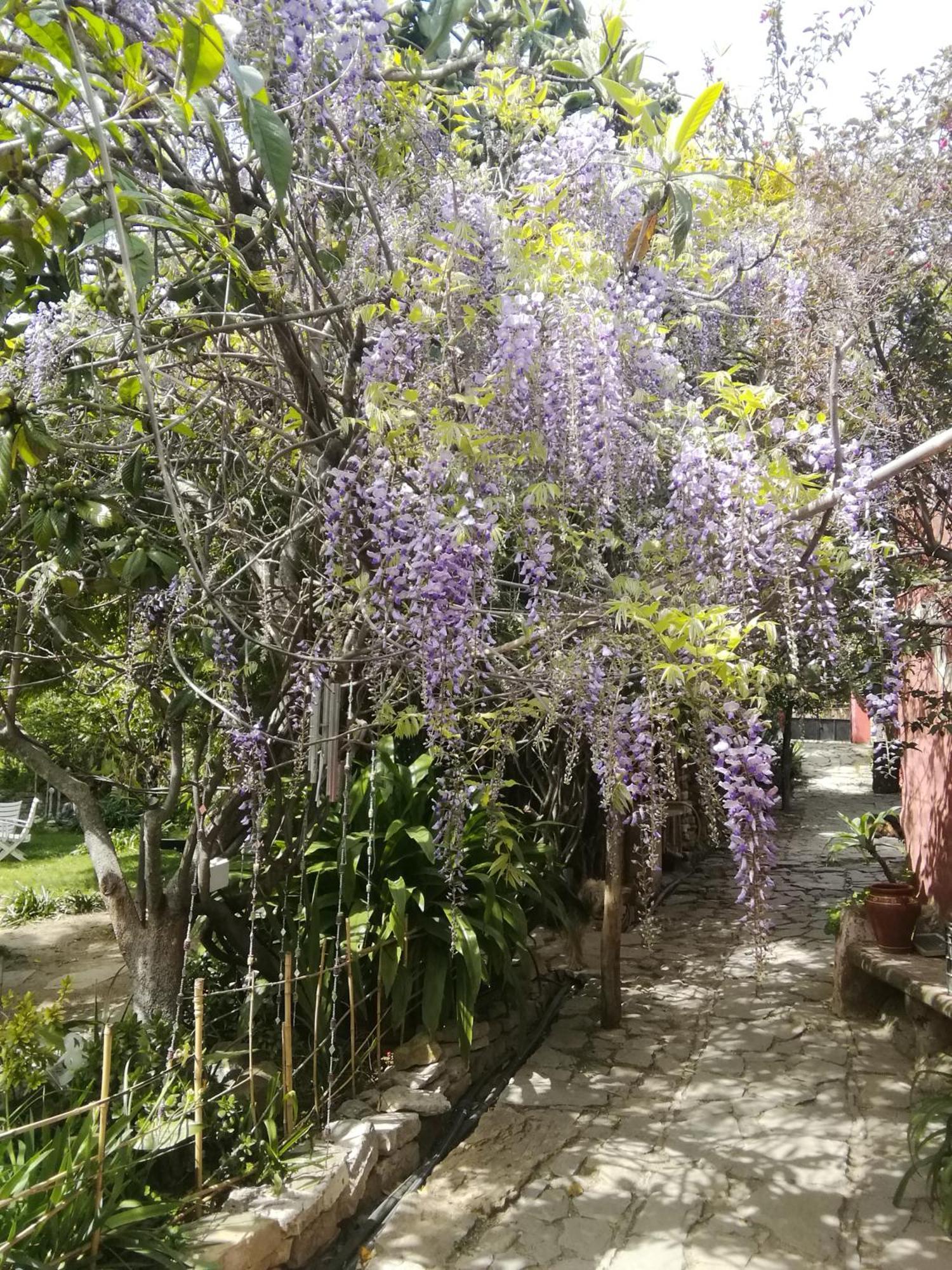 Eco Moyano * Gaucín