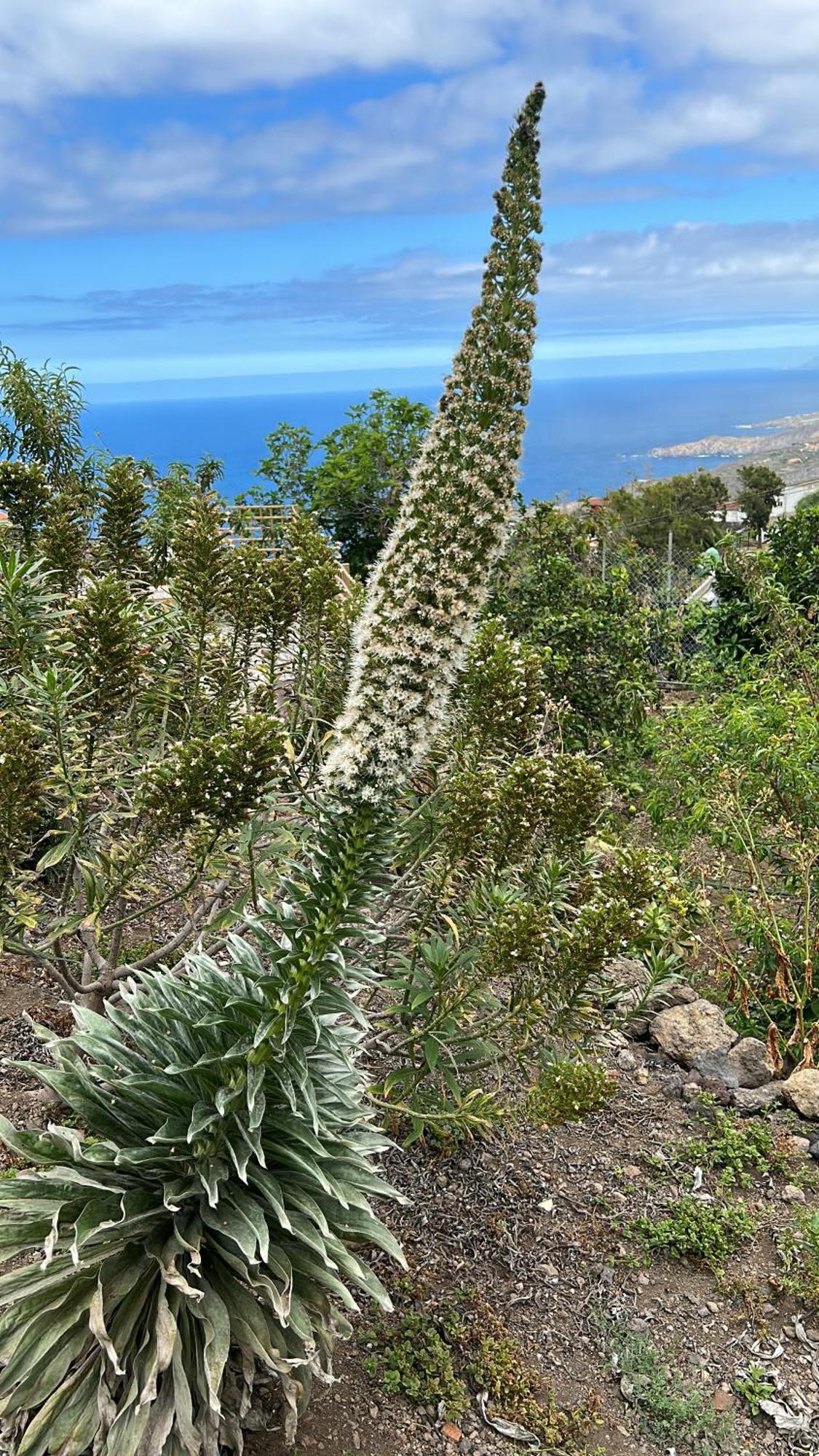 Apartamento Casa La Oliva Garachico (Tenerife)