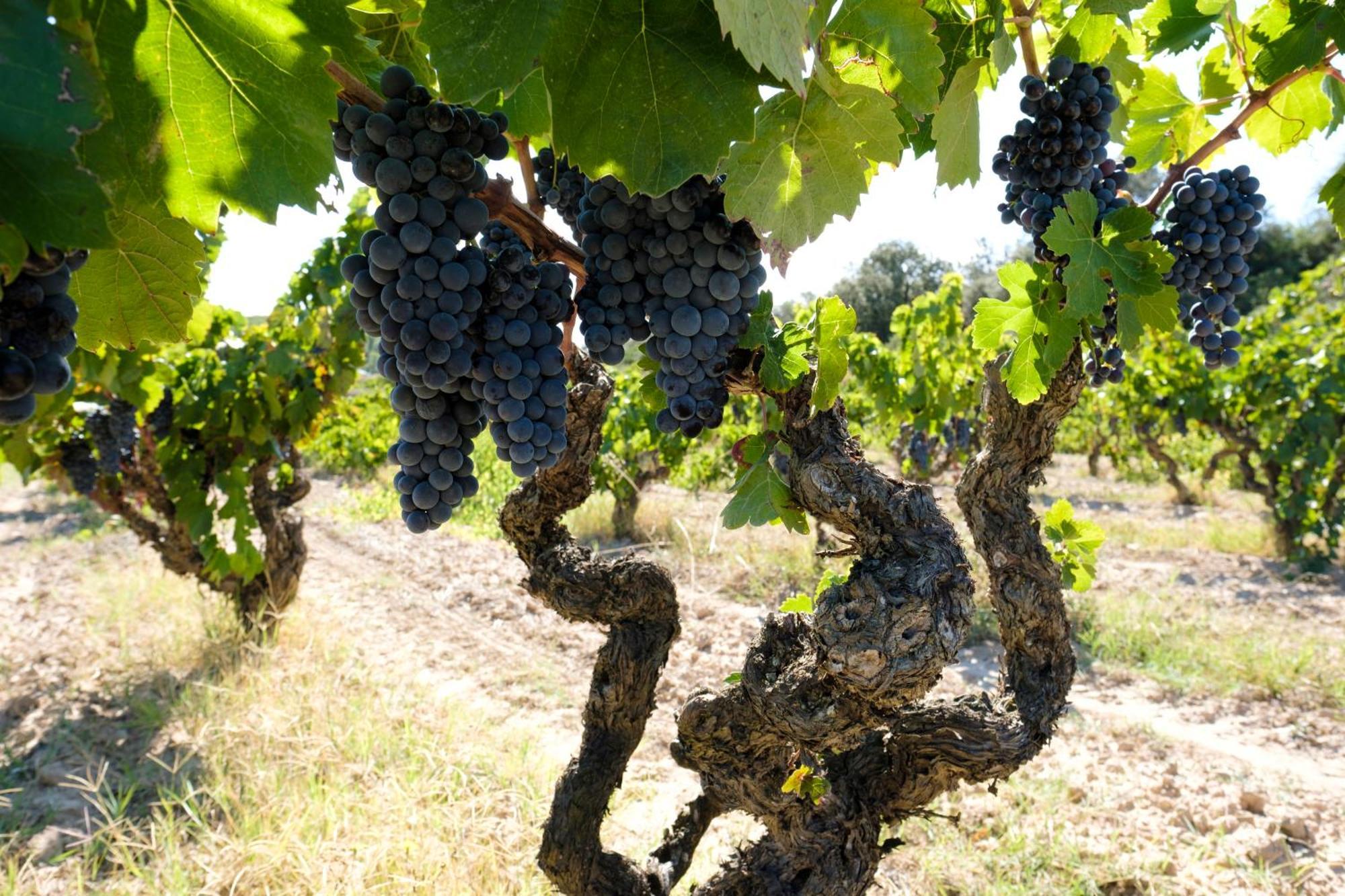 Apartamento Enoturismo Celler Piñol